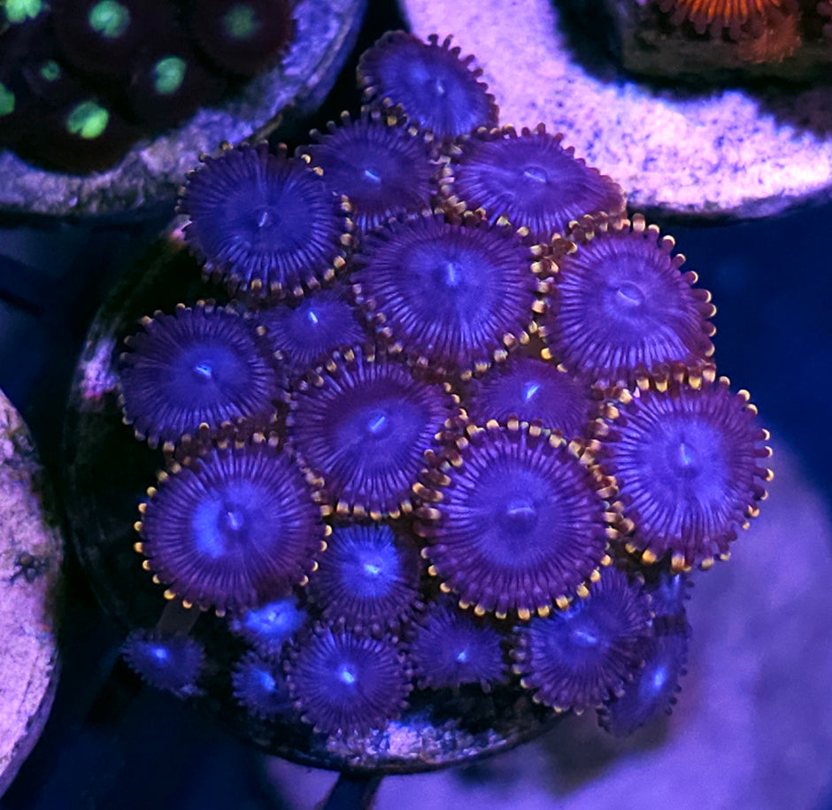 Crown 👑 Jewel Zoa Colony