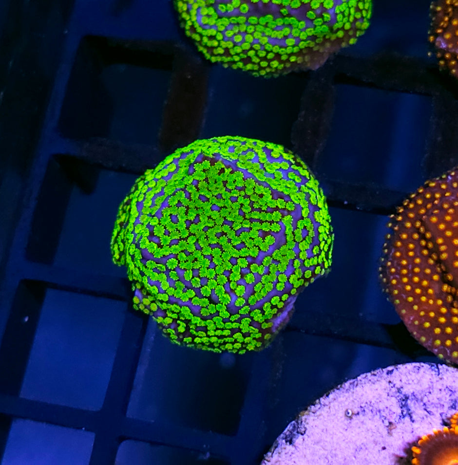 HF Pokerstar Montipora