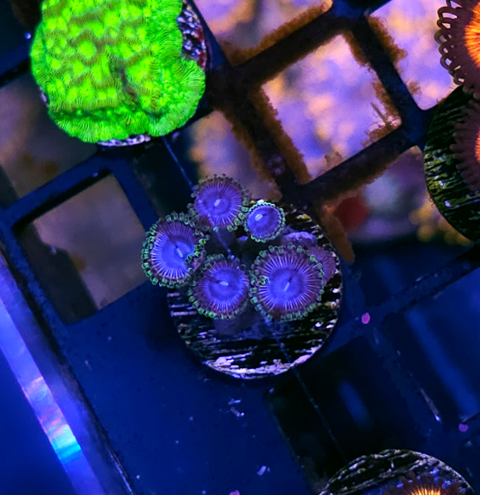 Runescape Zoas