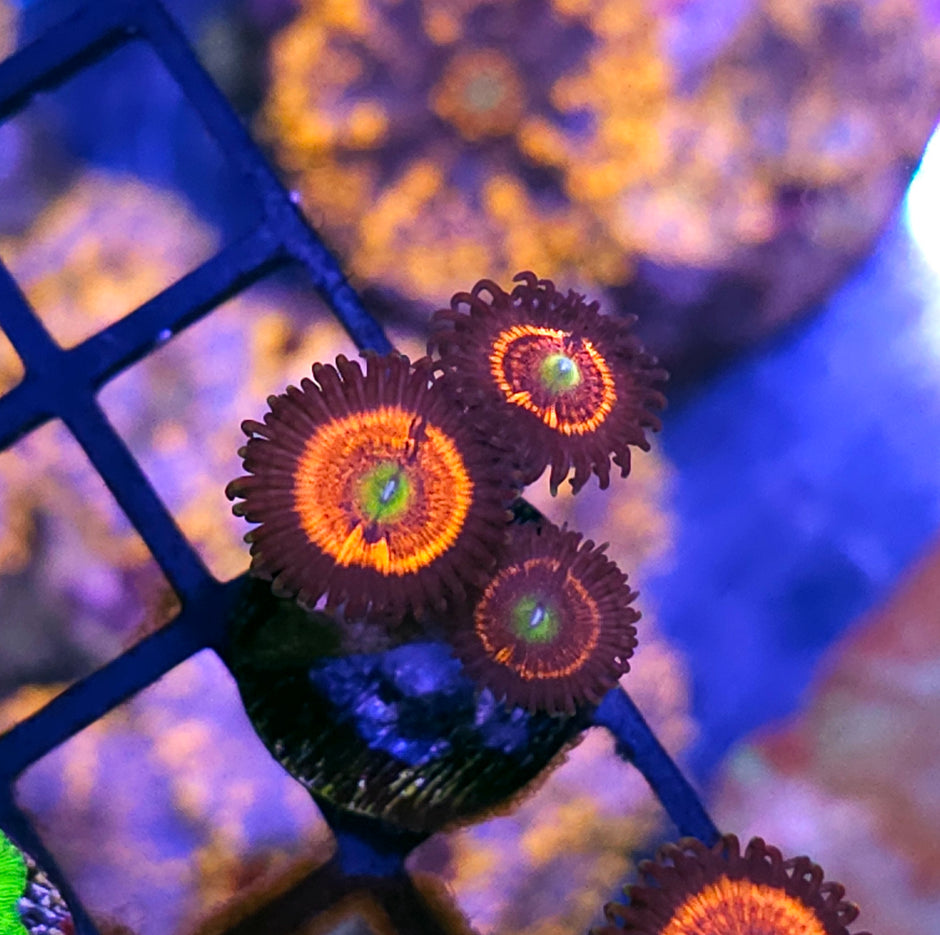 Everlasting Gobstopper Zoas