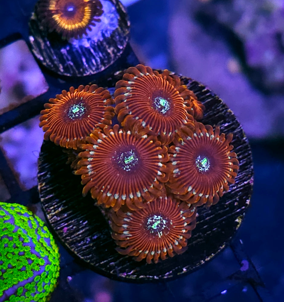 Salted Agave Zoas