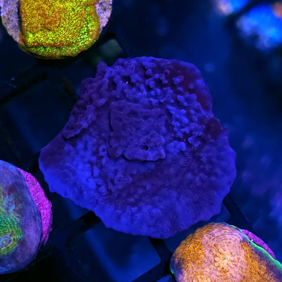 HF Blue Plating Sponge RARE