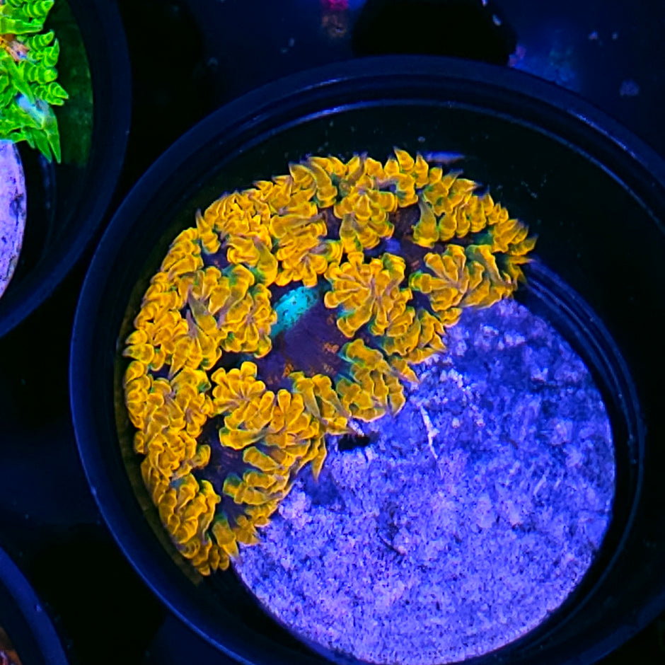 OOAK Flaming Abyss Flower Anemone