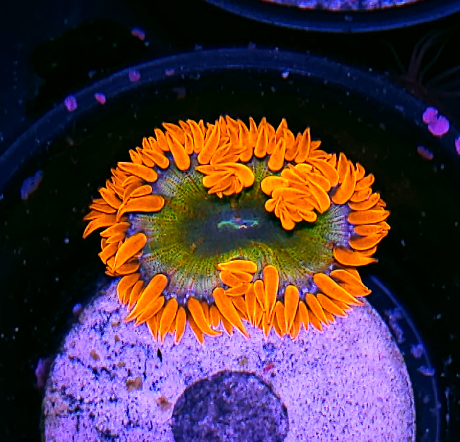 OOAK Blast Zone Flower Anemone