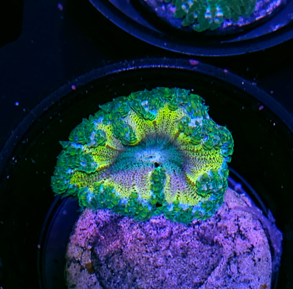 Simba Flower Anemone