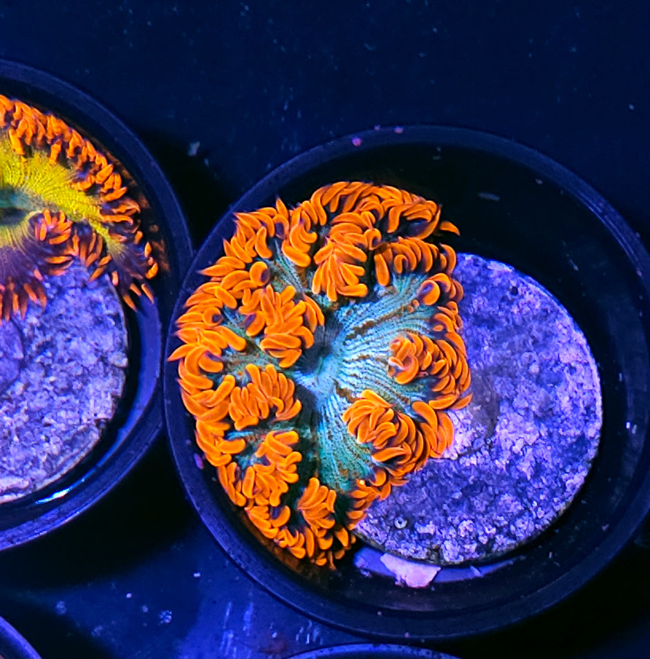 Flaming Zebra Flower Anemone