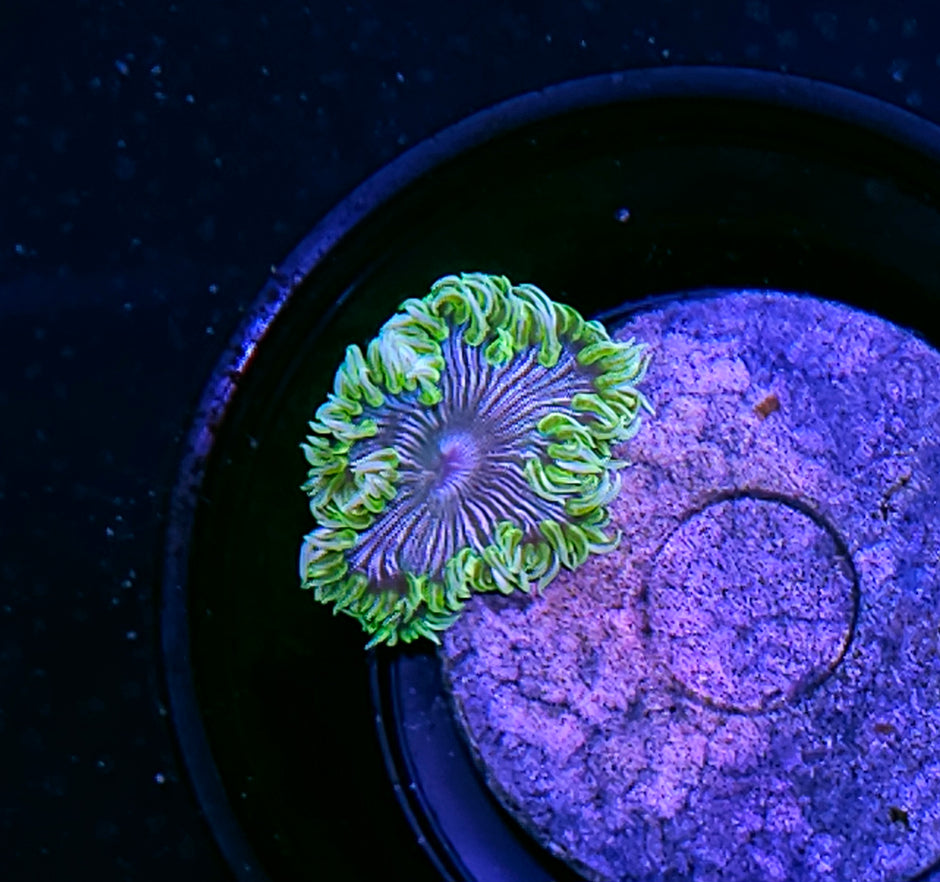Lavender Fields Zebra Flower Anemone