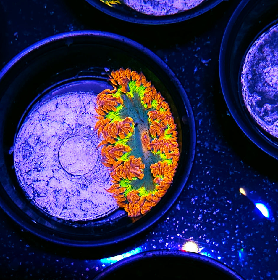 Sonic Kiss Flower Anemone