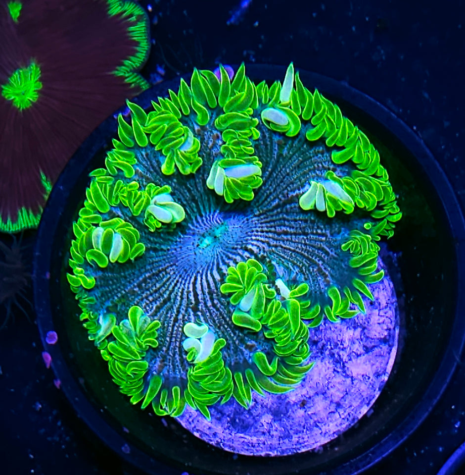 Riddler Zebra Flower Anemone