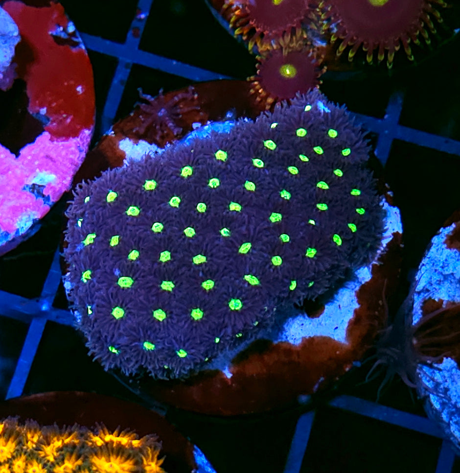 Laser Light Show Leptastrea