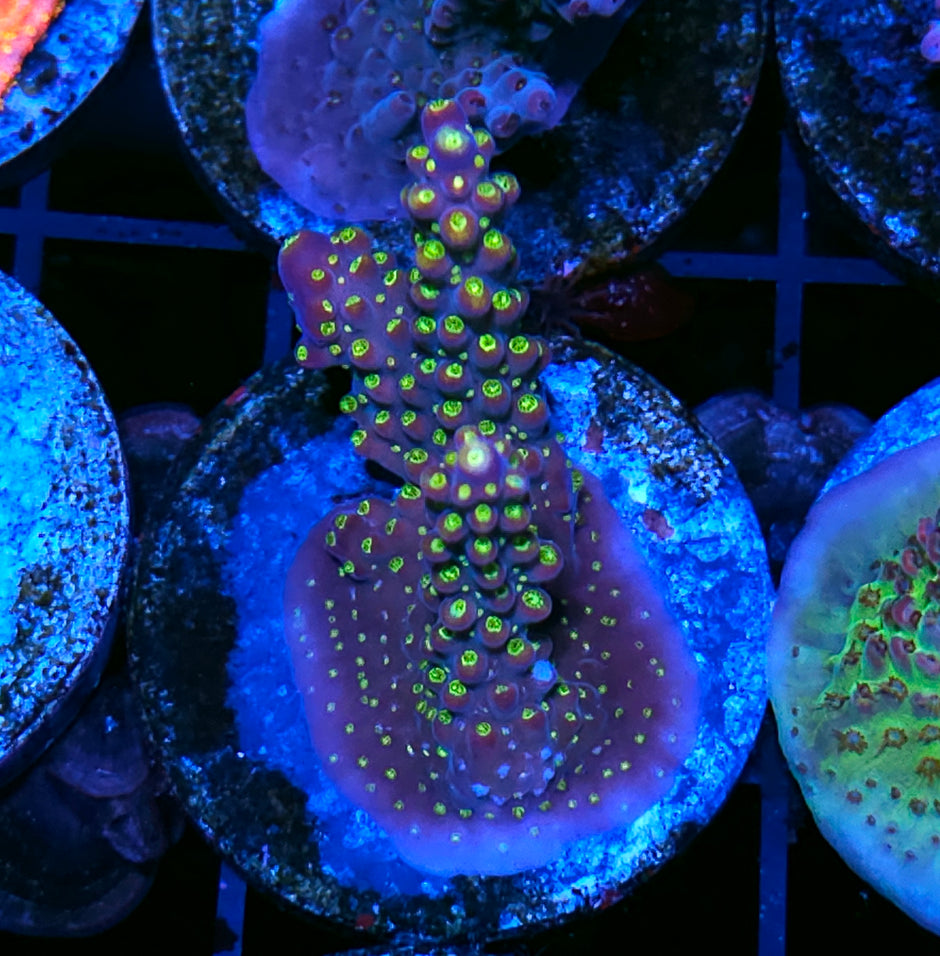 Widowmaker Acropora
