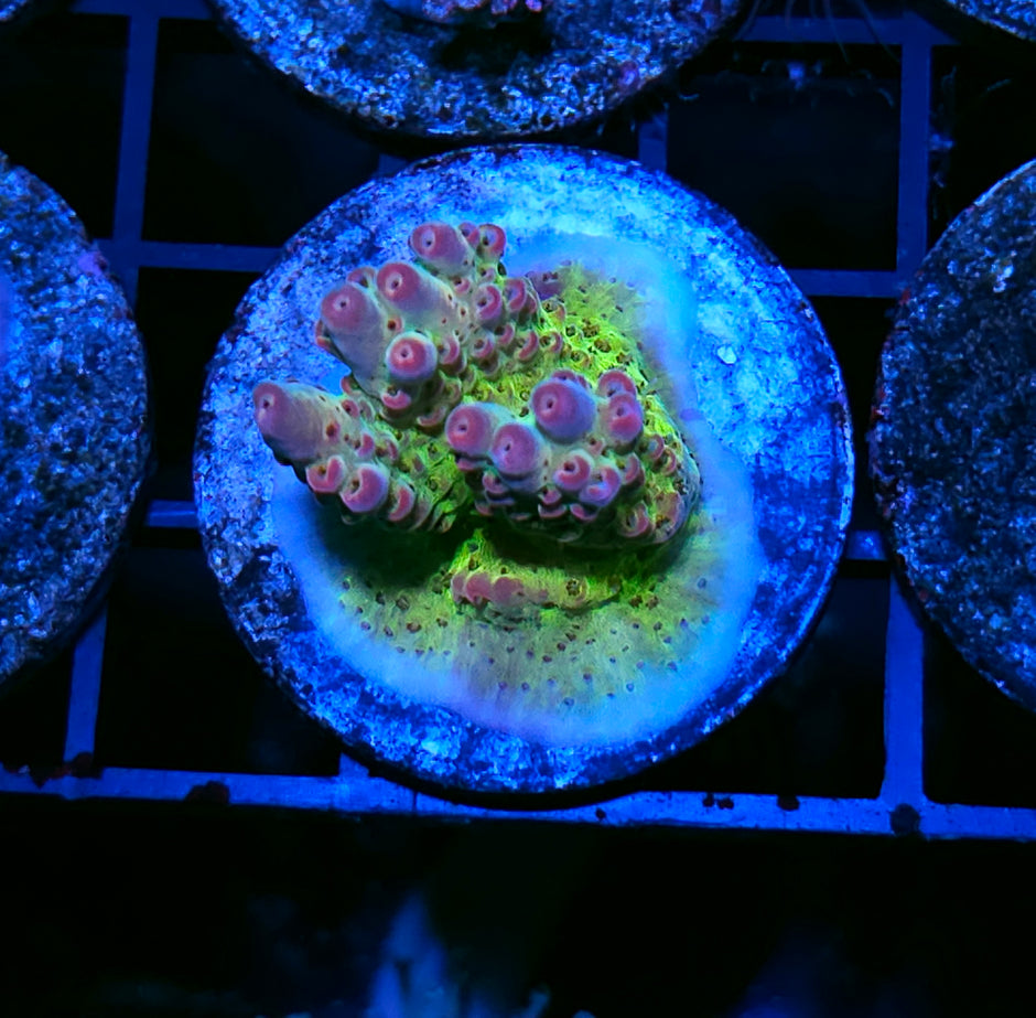 HF Sweetpea Acropora