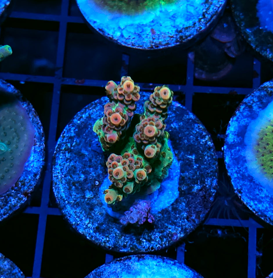 Narnia Acropora