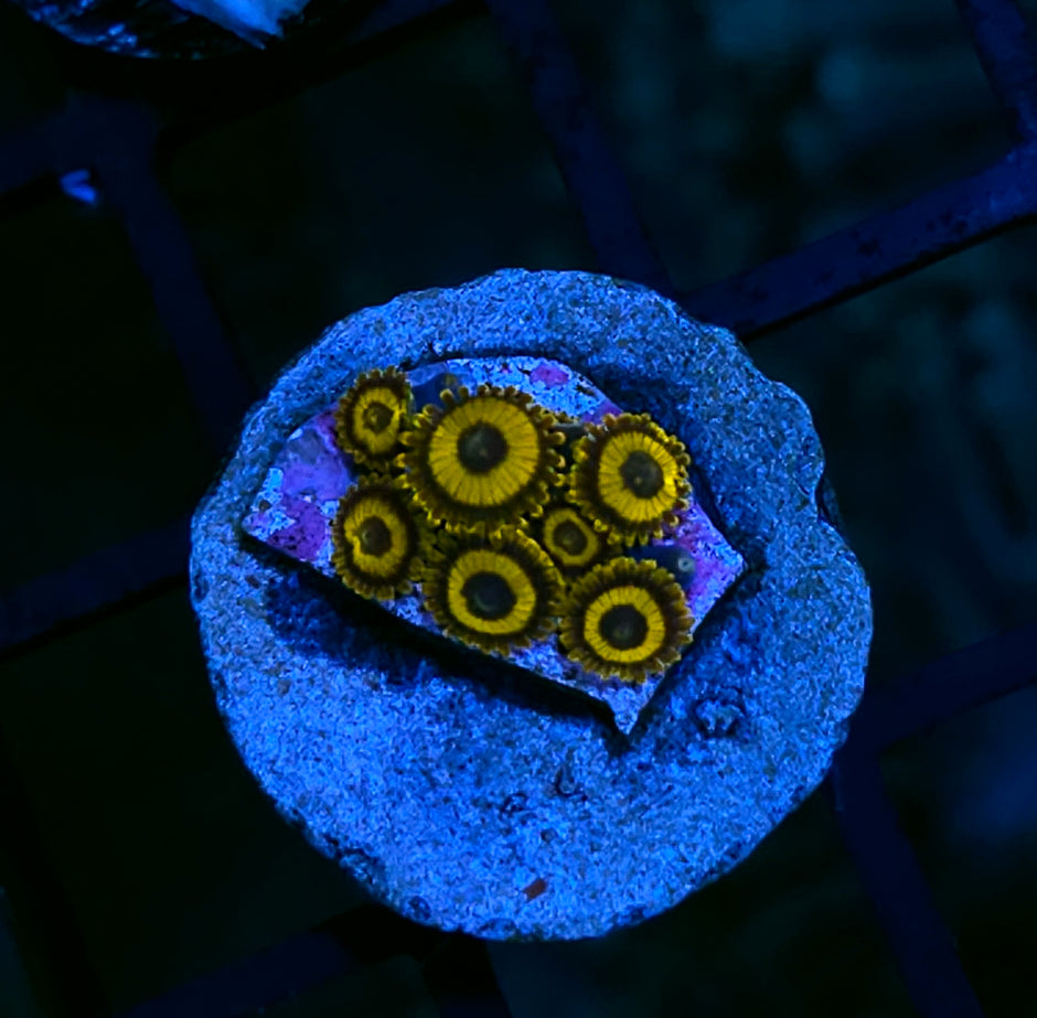 Next Generation Purple Hornet Zoas