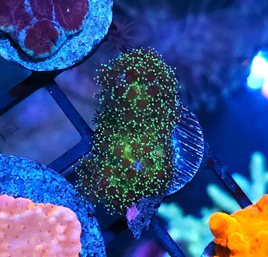 Tank Spawn Pocilopora