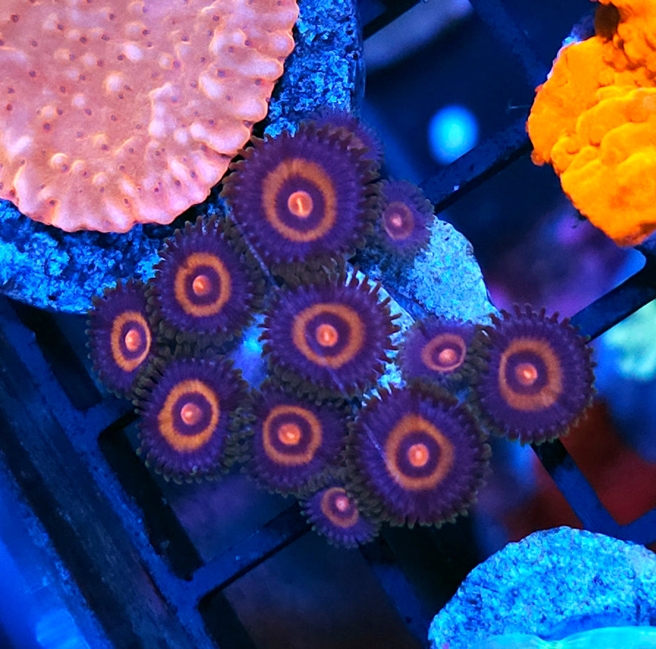 HF Andromeda Zoas