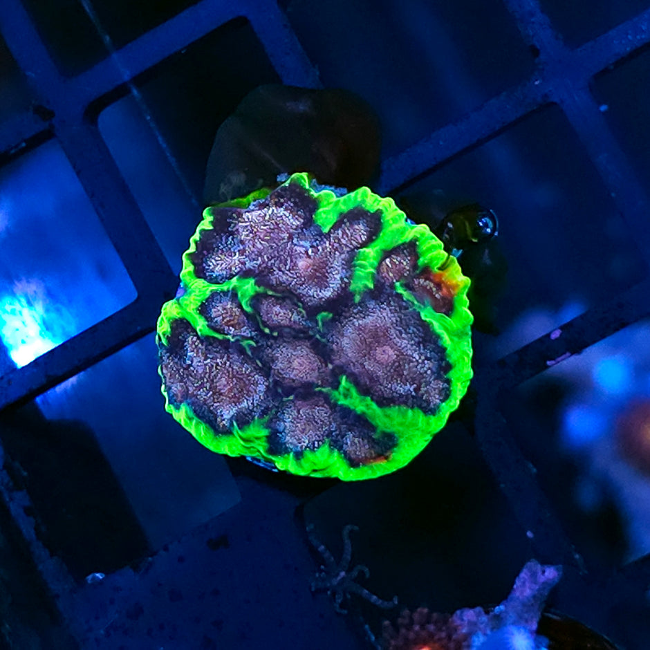HF Bejeweled Favia