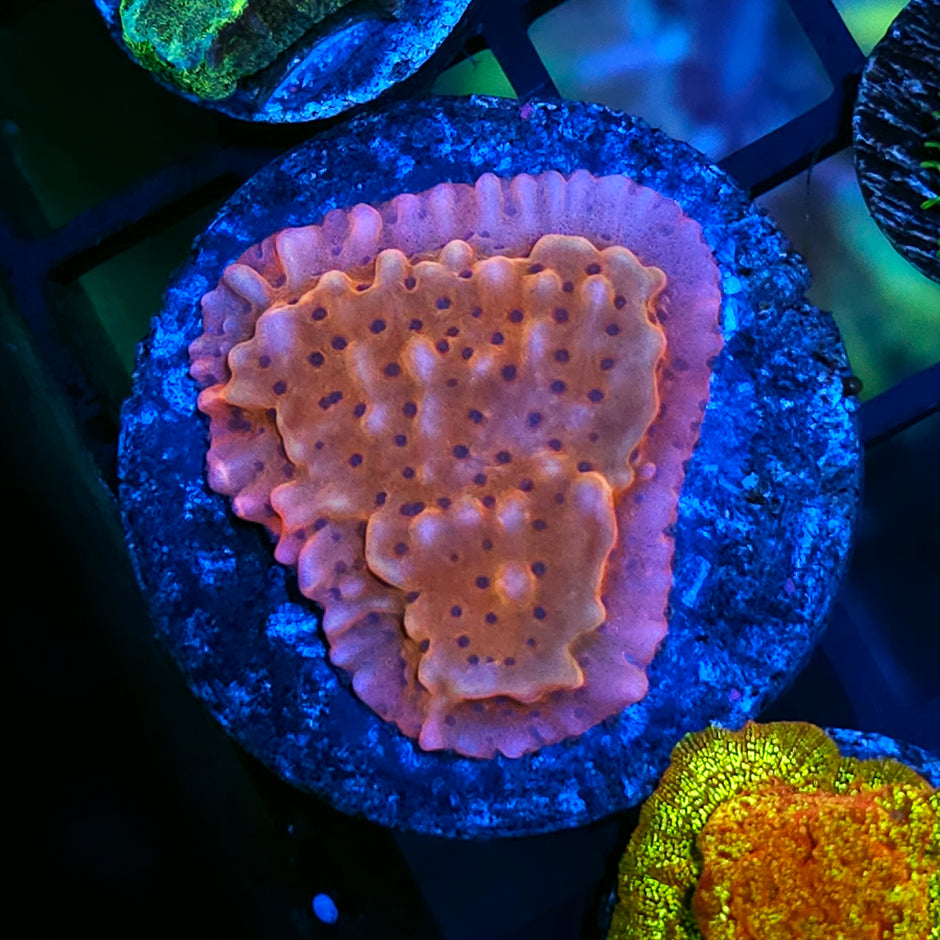 Mirage Montipora