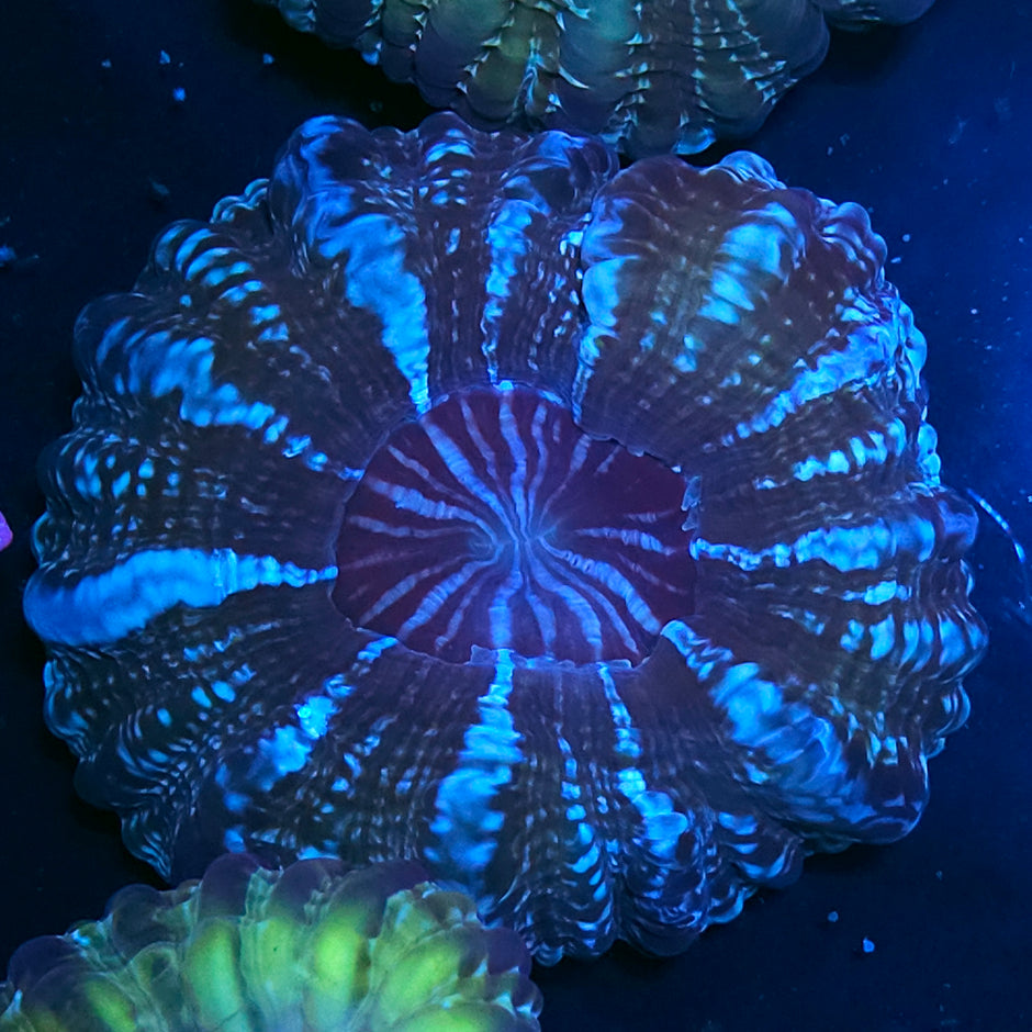 Pinwheel Indophyllia