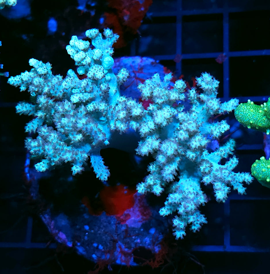 5" Mint Broccoli Leather Colony