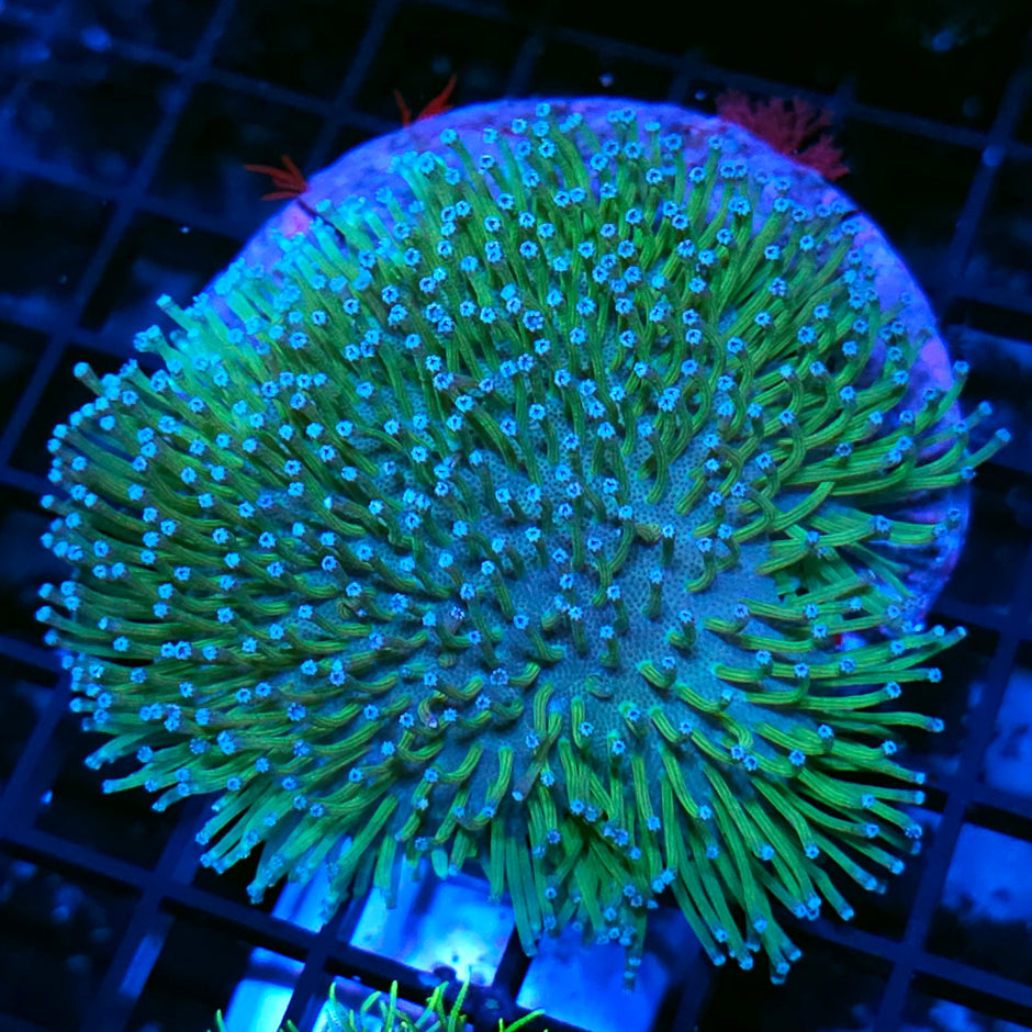 5" Green Weepers Leather Colony