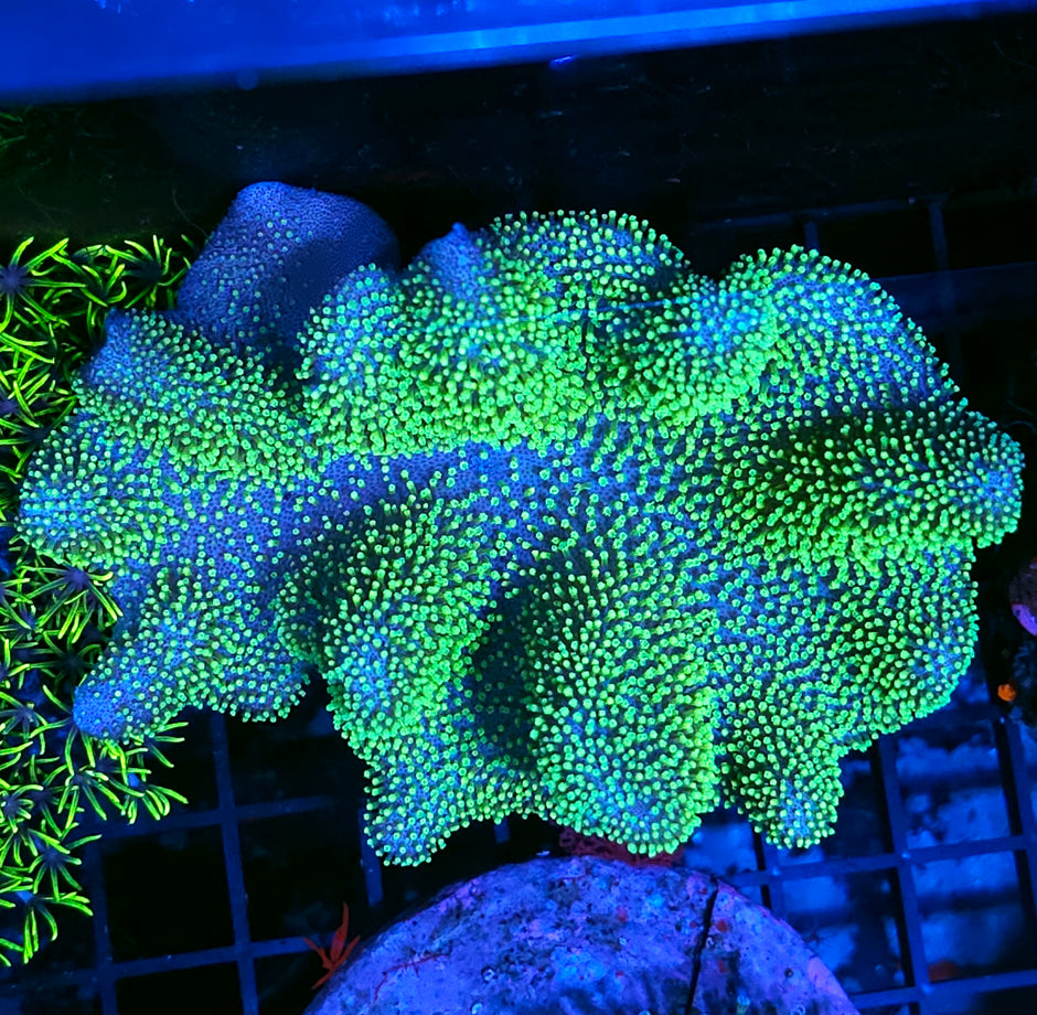 6" Green Polyp Toadstool Leather Colony