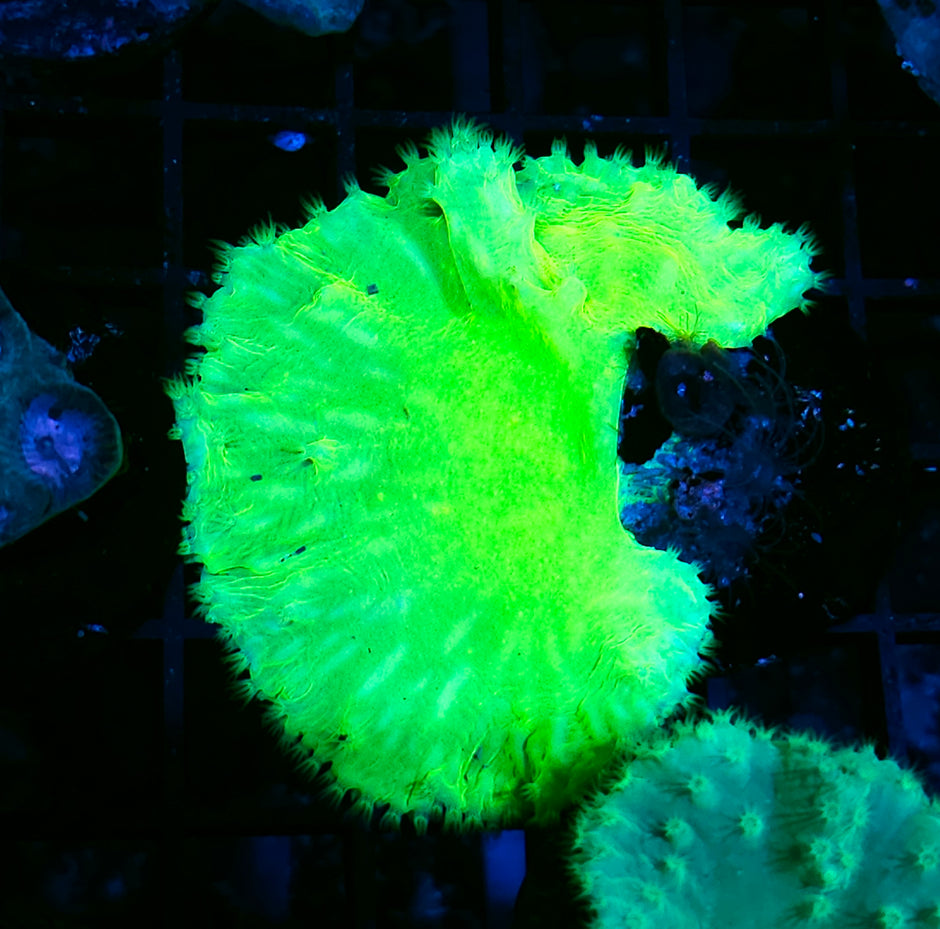 Toxic Green Cabbage Leather