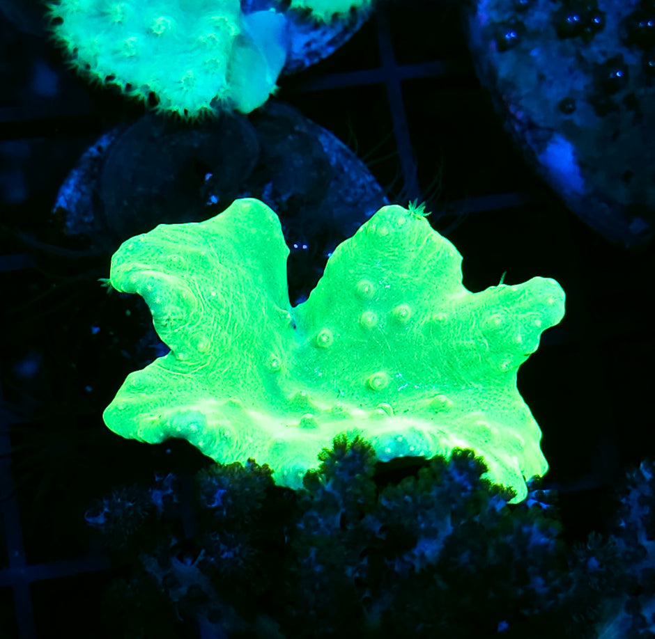 Toxic Green Cabbage Leather