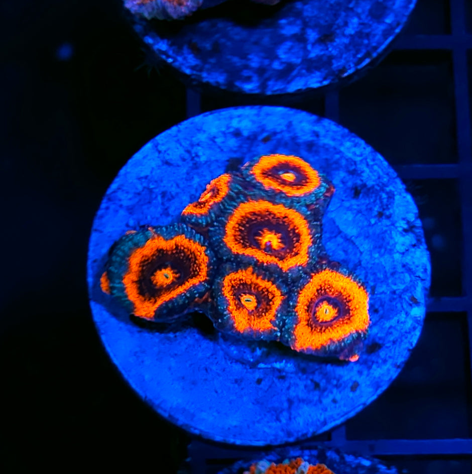 Demon Eye Micromussa Amakusensis