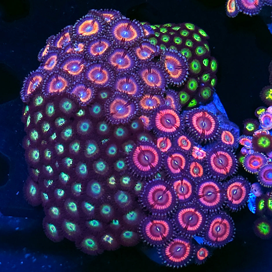 Insane Mix Zoa Colony