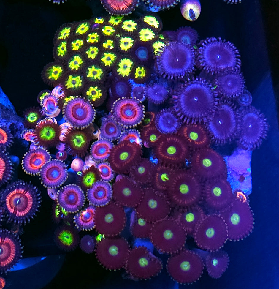 Holy Moly Mix Zoa