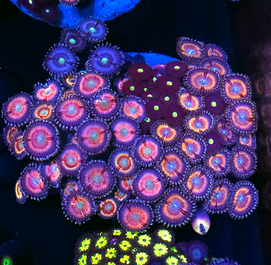 Vamp Kiss, Lotus Bloom Zoa Mix Colony