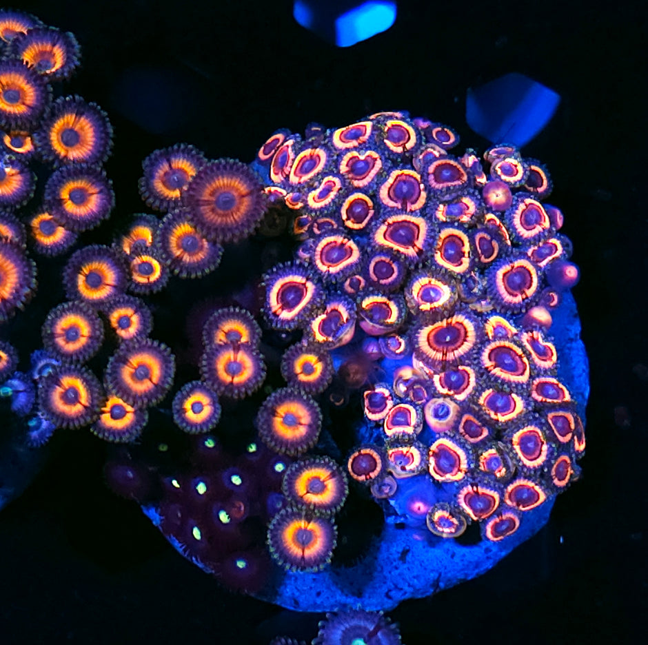 Sonic Flare Mix Zoa Colony