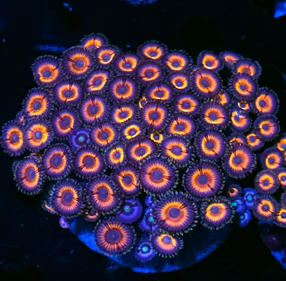 5" Maleficent & Black Orchid Zoa Colony