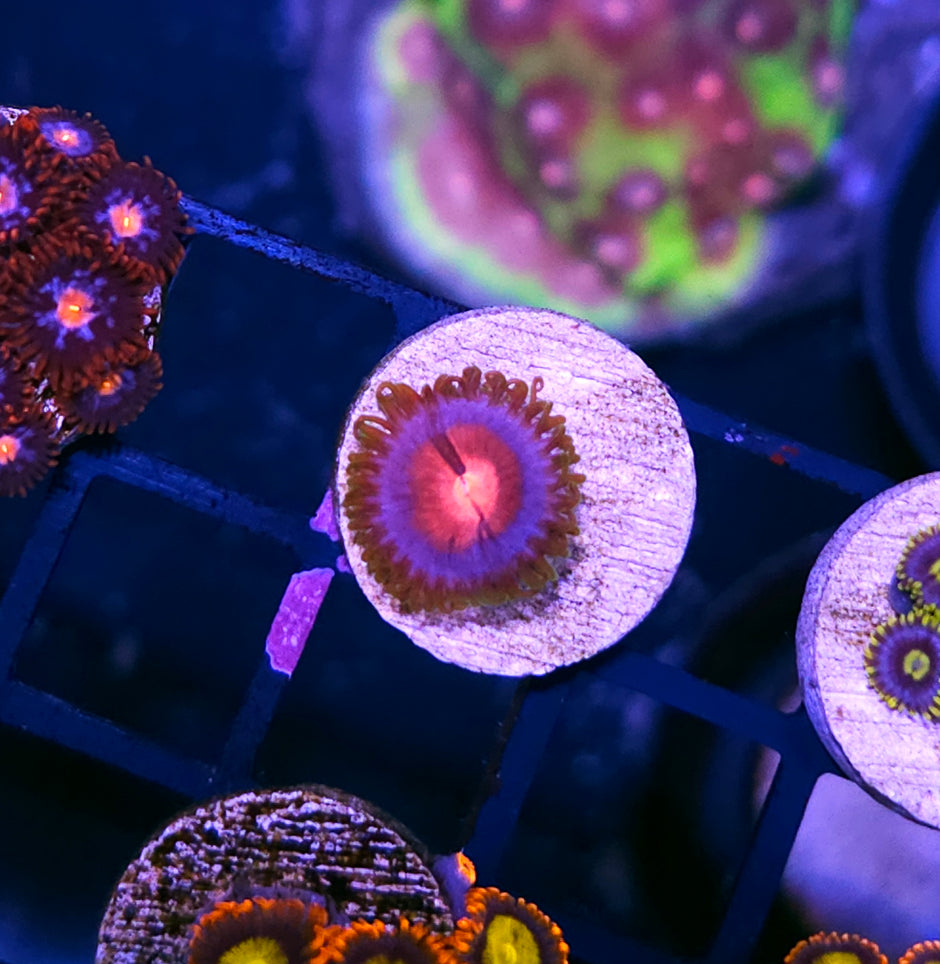 Miami Vice Zoas