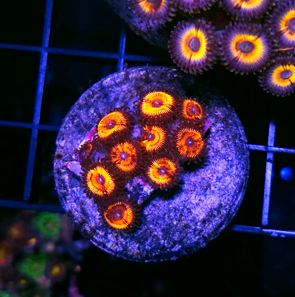 Cyborg Zoas
