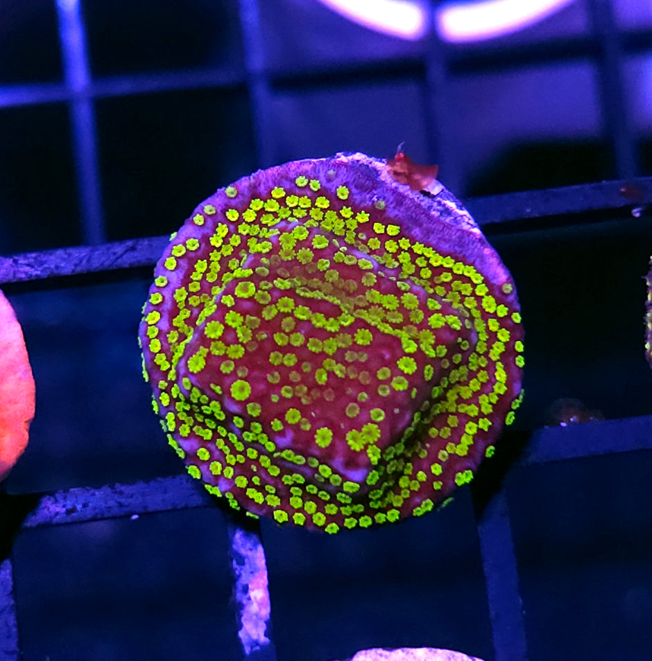 HF Berry Surprise Montipora