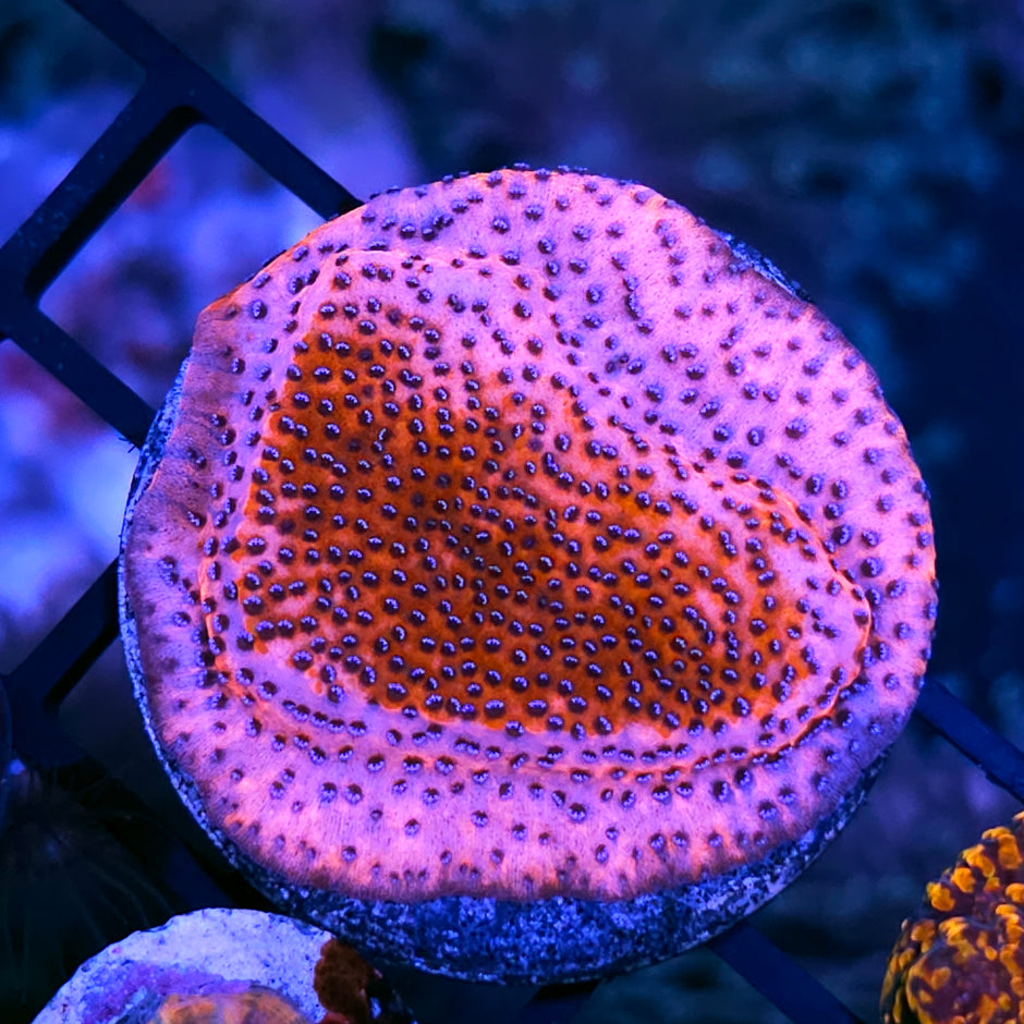 Mystic Sunset Montipora