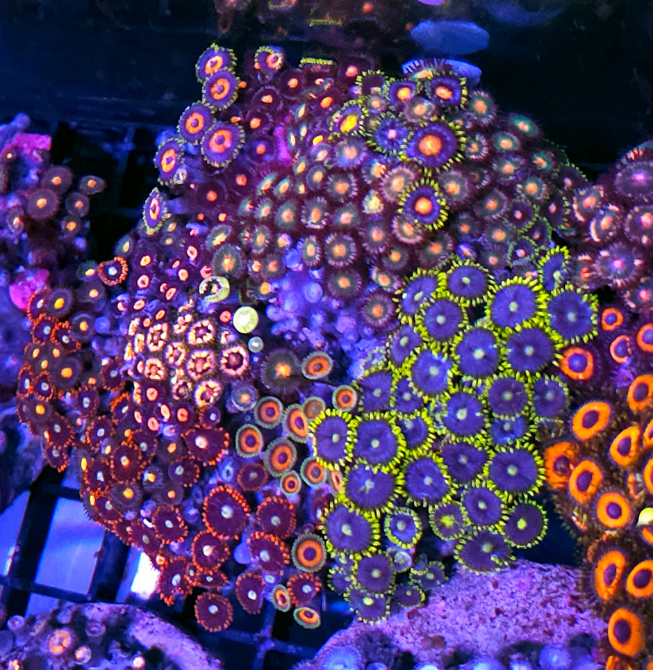 4-5" Insane Mix Zoa Colony
