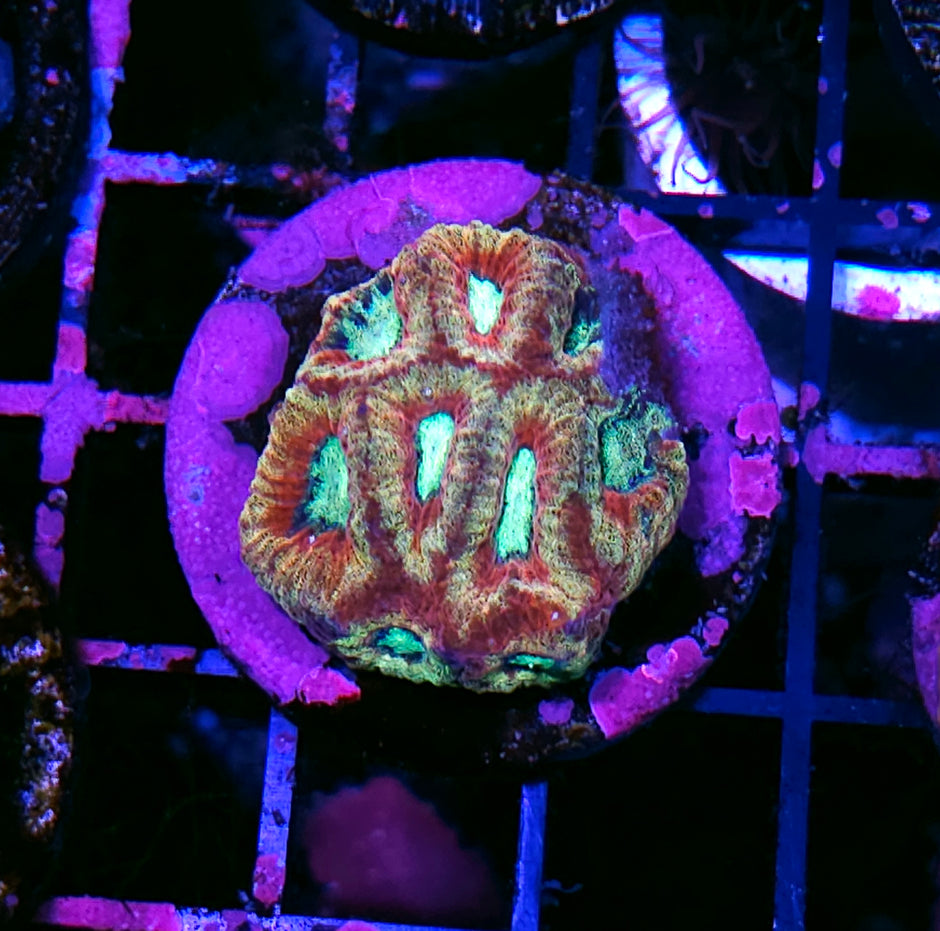 HF Morbid Glitter Favia