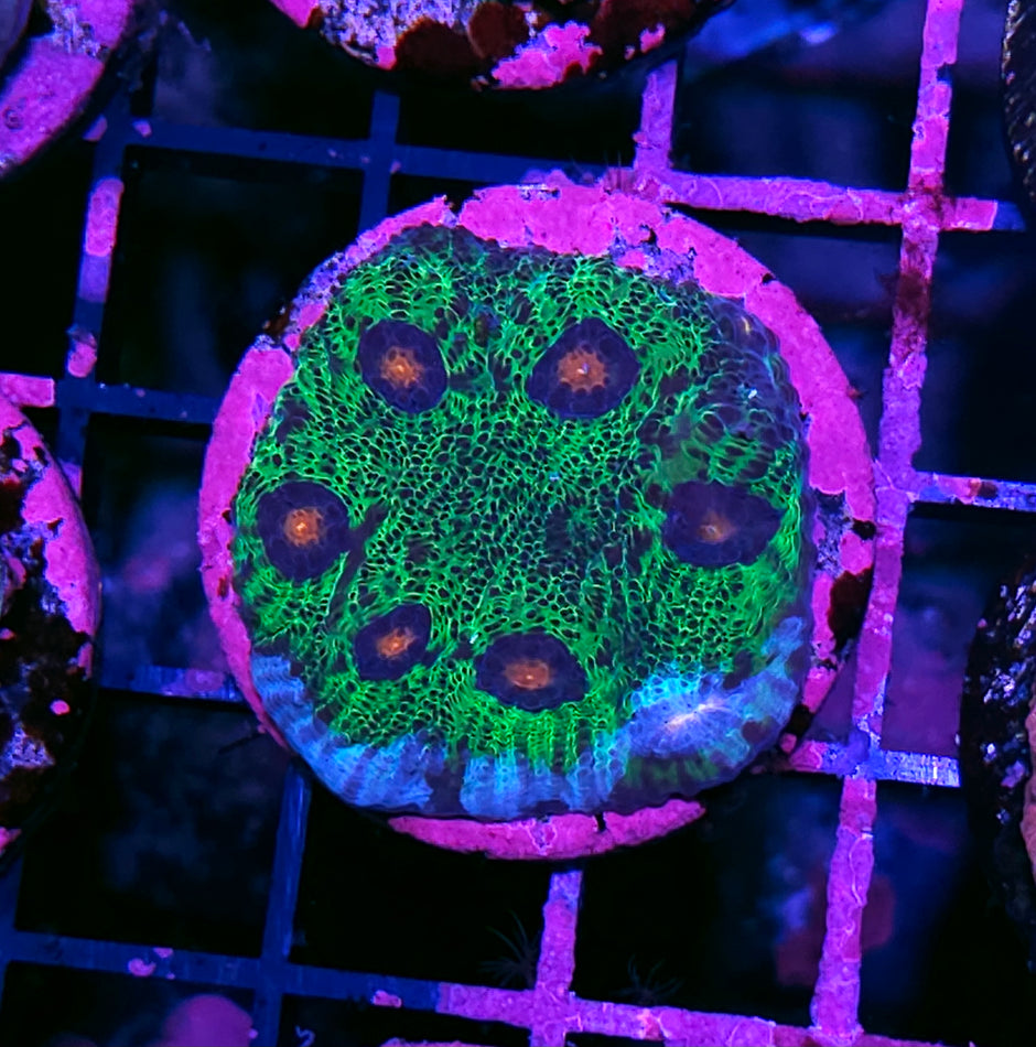 Avatar Mycedium