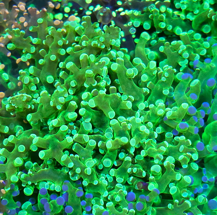 Toxic Avenger Frogspawn – Hellfire Frags