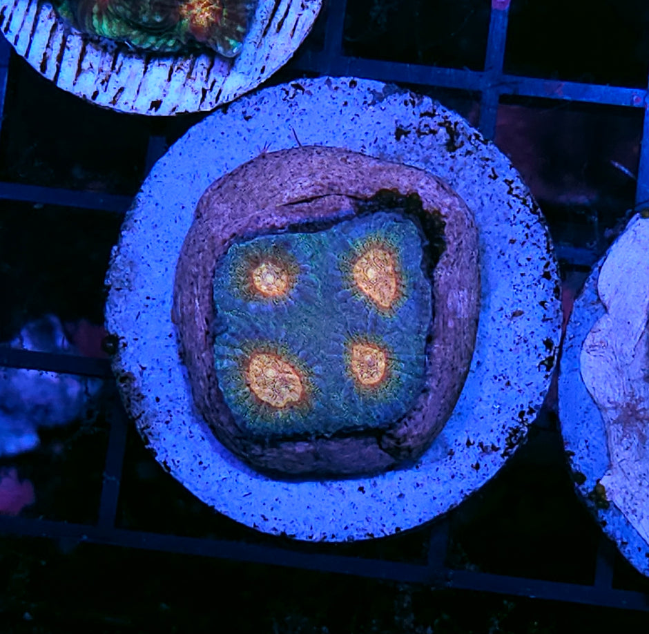 Helios Favia