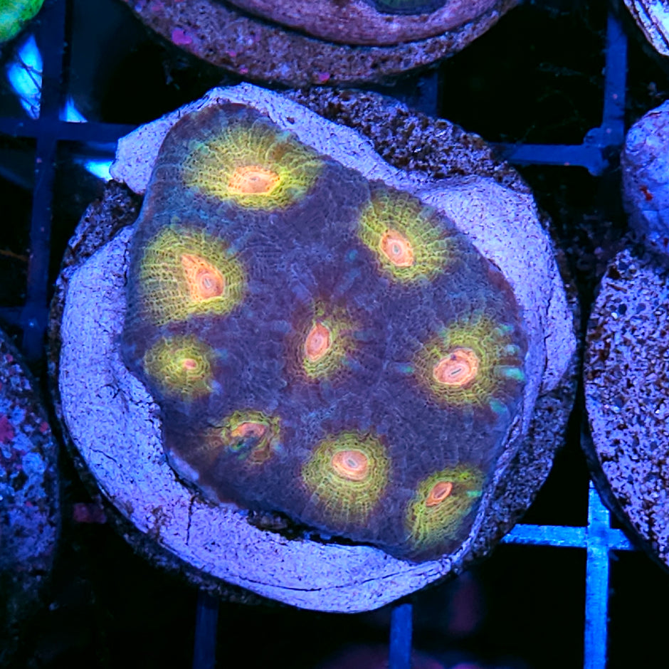 Illusionist Favia Mini Colony