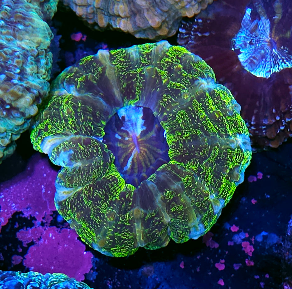Bioluminescent Acanthophyllia