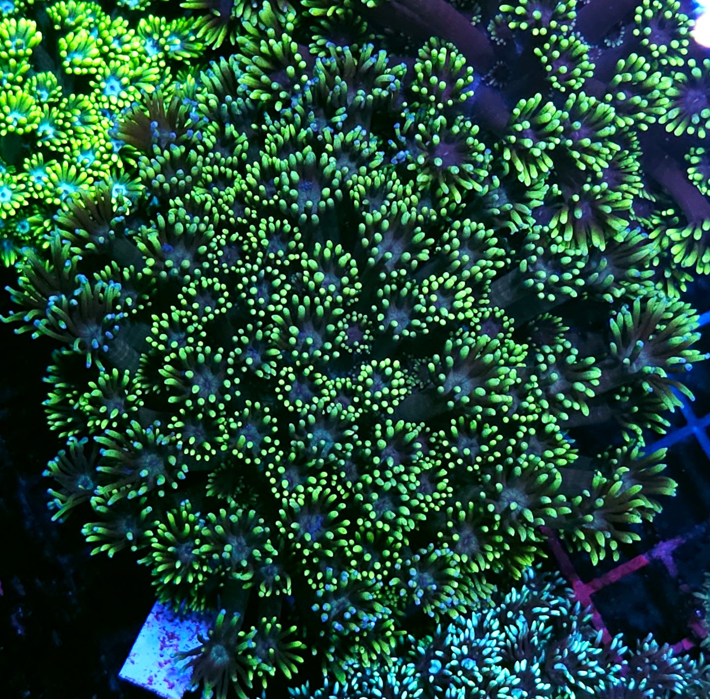 Slime Green Goniopora Colony