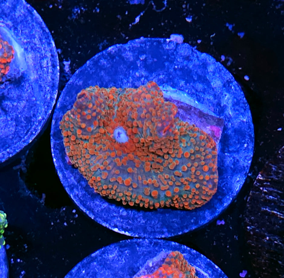 HF Beautiful Chaos Mushroom