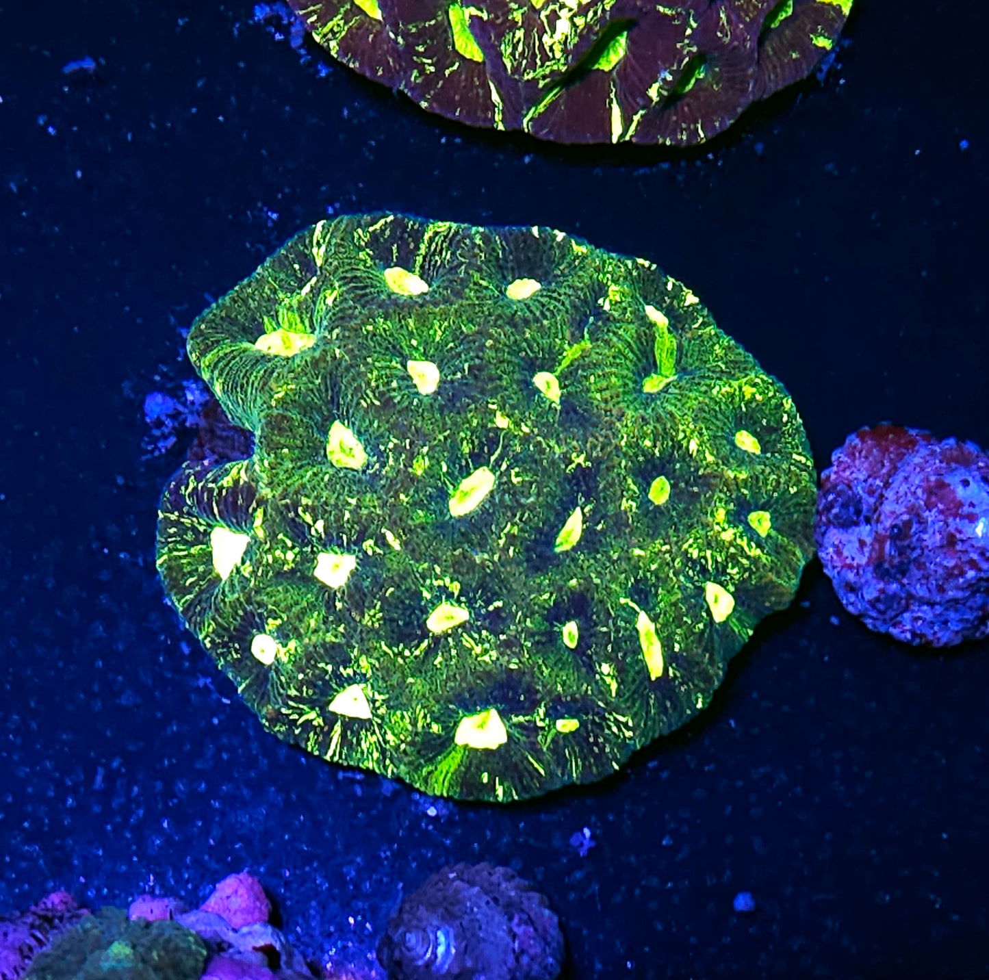 Acid Spill Goniastrea Colony