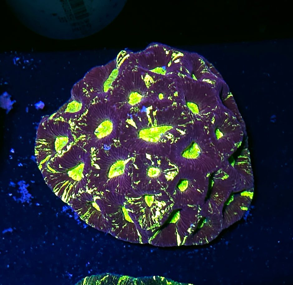 Supreme Beings Goniastrea Colony