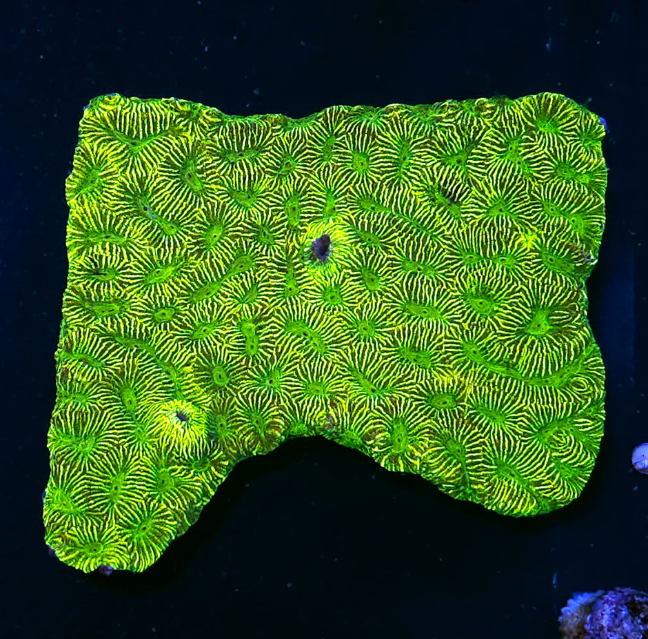 Snake Skin 🐍 Platygyra Colony